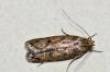 Hofmannophila pseudospretella